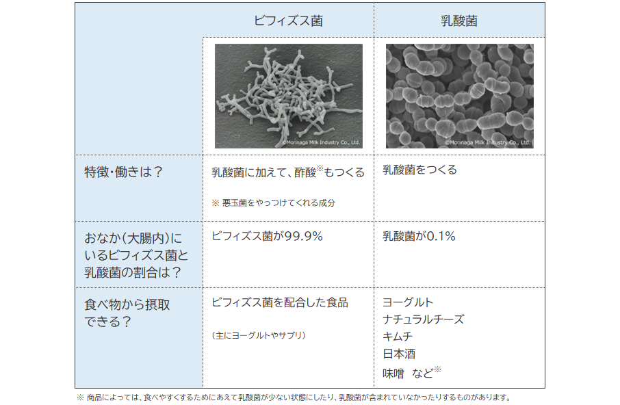 ビフィズス菌と乳酸菌の違いの表