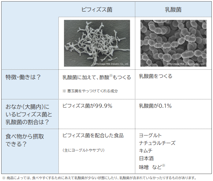 ビフィズス菌と乳酸菌の違いの表
